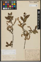 Foto von Salix waldsteiniana Willd.